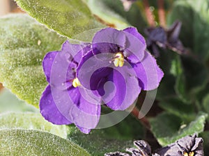 saintpaulia purple flower scient. name Streptocarpus Saintpaulia