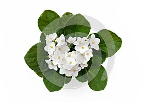 Saintpaulia varieties of Emerald City S. Sorano with beautiful flowers. white blooming violetin pot.