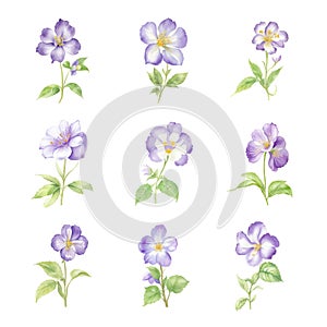 saintpaulia.Watercolor set of flowers on white background. Vector illustration.