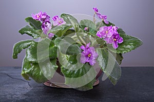 Saintpaulias African violets, Saintpaulia ionantha pink flower