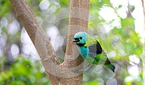 Saira-sete-cores, common bird in the Brazilian Atlantic Forest photo