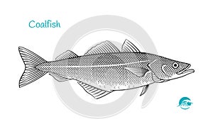 Saithe or Coalfish or pollock hand-drawn illustration