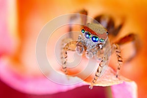 Saitis Barbipes mediterranean jumping spider