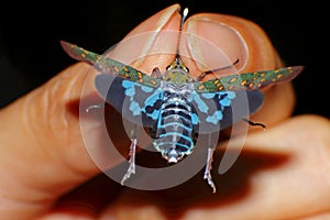 Saiva gemmata Lanternflies Lantern Bugs Fulgoridae in hand photo