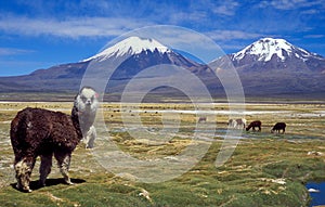 Sajama, Bolivia