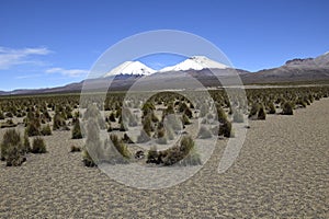 Sajama National Park surrounded by snow-capped mountains with black clouds surrounded by dry vegetation. Bolivia