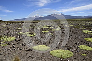 Sajama National Park surrounded by snow-capped mountains with black clouds surrounded by dry vegetation. Bolivia