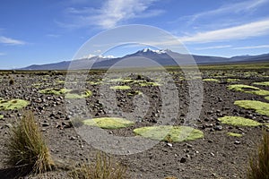 Sajama National Park surrounded by snow-capped mountains with black clouds surrounded by dry vegetation. Bolivia