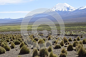 Sajama National Park surrounded by snow-capped mountains with black clouds surrounded by dry vegetation. Bolivia