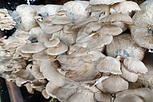 Sajor-caju Mushroom or Angel mushroom grow up in farm