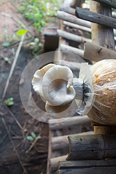 Sajor-caju mushroom at mushroom farm, Thailand