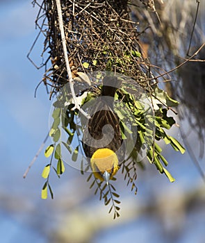 Sakalavawever, Sakalava Weaver, Ploceus sakalava