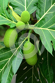 Bread Fruit, Bread Nut