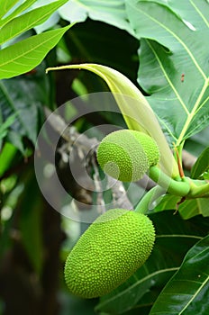 Bread Fruit, Bread Nut