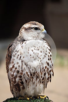 Saker falcon