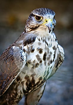 Saker Falcon