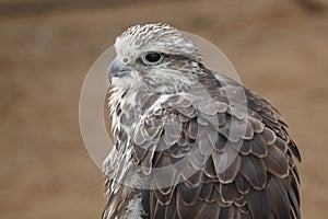 Saker falcon