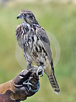 Saker Falcon