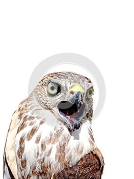 SAKER  FALCON