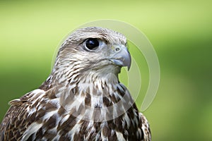 Saker Falcon