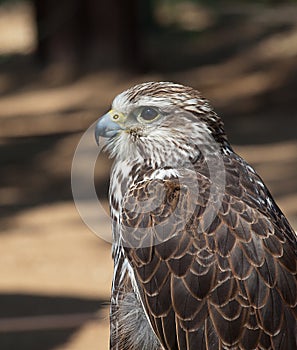 Saker Falcon