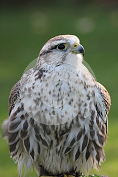 Saker falcon