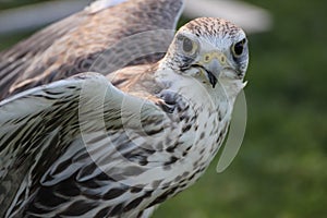 Saker falcon