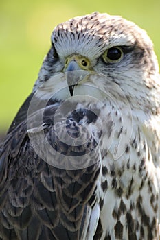 Saker falcon