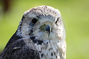 Saker falcon