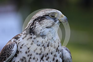 Saker falcon