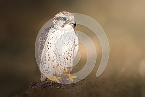 Saker falcon