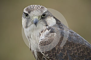 Saker Falcon