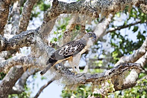 Saker falcon