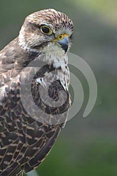 Saker Falcon