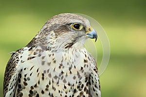 Saker falcon