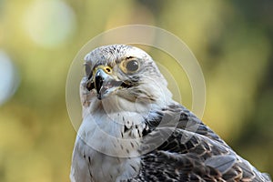 Saker falcon