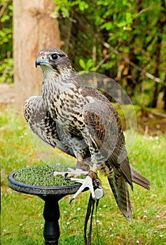 Saker Falcon