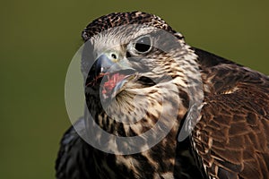 Saker Falcon