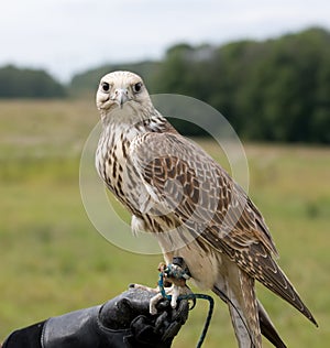 Saker falcon