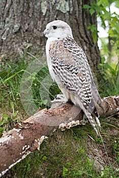 Saker Falcon