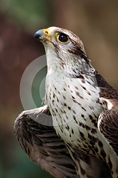 Saker Falcon