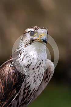 Saker Falcon