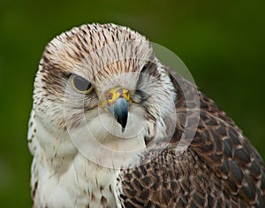 Saker Falcon