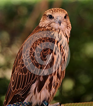 saker falcon also called Falco cherrug is a species of falcon