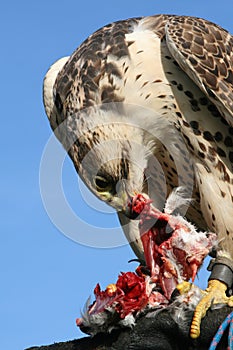 Saker falcon with bag