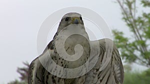 Saker falcon close up