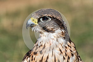 Saker falcon closeup of the head