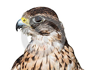 Saker falcon closeup isolated on white