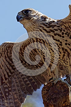 Saker falcon