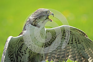 Saker falcon detail